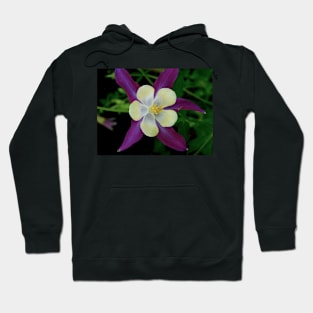 Columbines in Purple Hoodie